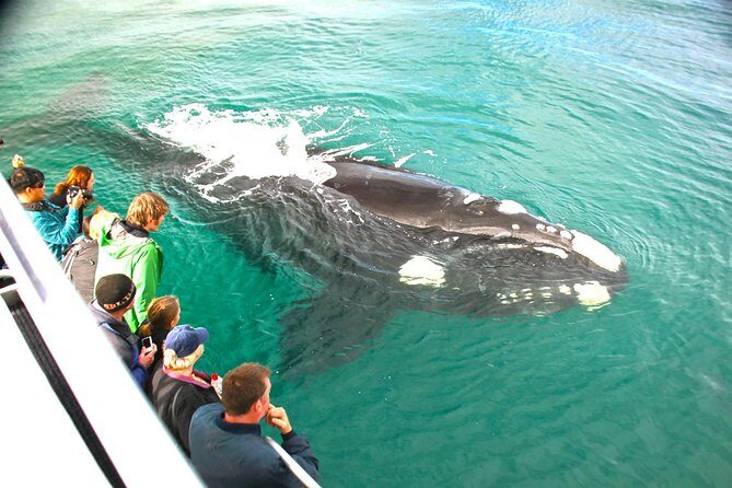 Augusta Whale Watching Eco Tour - How Does the Pricing Stack Up?