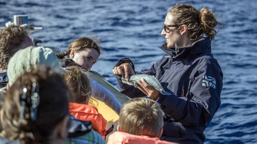 Azores: Whale Watching & Islet Boat Tour w/ Marine Biologist - The 3-hour flow: what you do in each phase