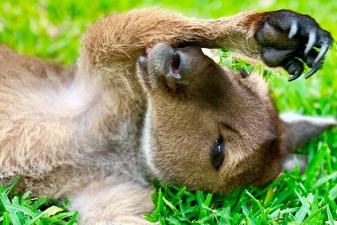 Baby Animals, Boomerangs and BBQ Lunch - An In-Depth Look at the Itinerary