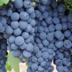 Barossa and Hahndorf Wine Tasting and Sightseeing Tour - What We Appreciate About This Tour