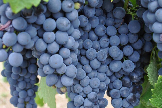 Barossa and Hahndorf Wine Tasting and Sightseeing Tour - What We Appreciate About This Tour