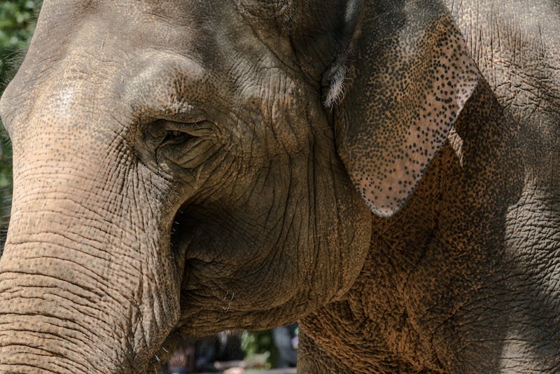 Elephant at Berlin Zoo