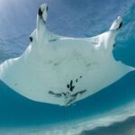 Best of Ningaloo Mantas and More - The Itinerary in Detail