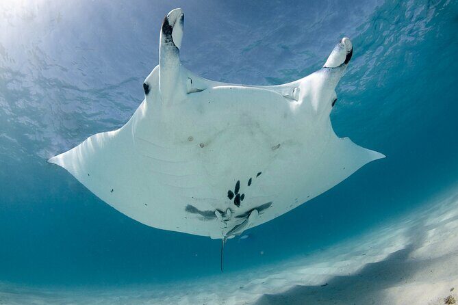 Best of Ningaloo Mantas and More - The Itinerary in Detail