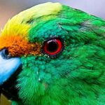 Bird Watching and Dolphin Eco-Tour to Blumine Island - Price and Value