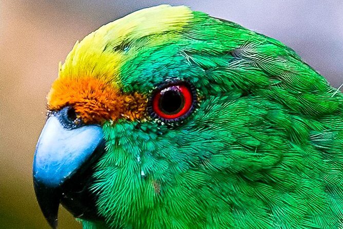 Bird Watching and Dolphin Eco-Tour to Blumine Island - Price and Value