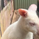 Blue Mountains Private Tour (Featherdale & Scenic World optional) - What Makes This Tour Stand Out