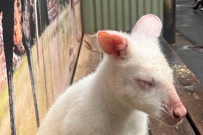 Blue Mountains Private Tour (Featherdale & Scenic World optional) - What Makes This Tour Stand Out