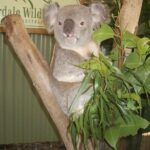 Blue Mountains Tour PRIVATE with Wildlife Park and River Cruise - How It Compares to Other Tours