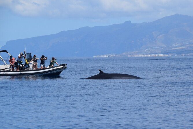 Bonadea II Ecological Whale Watching, 2 hours - Boat size and the viewing advantage (Bonadea II / small group up to 6)