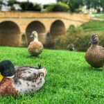 Bonorong Wildlife Sanctuary Half-Day Tour from Hobart - Practical Considerations