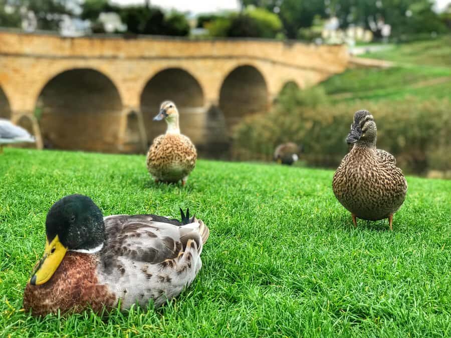 Bonorong Wildlife Sanctuary Half-Day Tour from Hobart - Practical Considerations