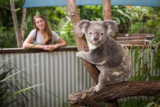 Breakfast with the Koalas at Hartley's Crocodile Park from Cairns or Palm Cove - Who Is This Tour Best For?