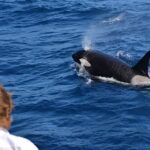 Bremer Canyon Orca Experience from Bremer Bay - Is It Worth the Price?