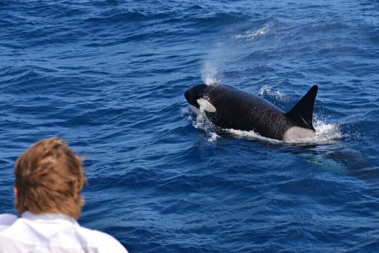 Bremer Canyon Orca Experience from Bremer Bay - Is It Worth the Price?