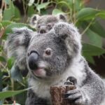 Brisbane: Lone Pine Koala Sanctuary Day Pass - A Thorough Breakdown of What to Expect