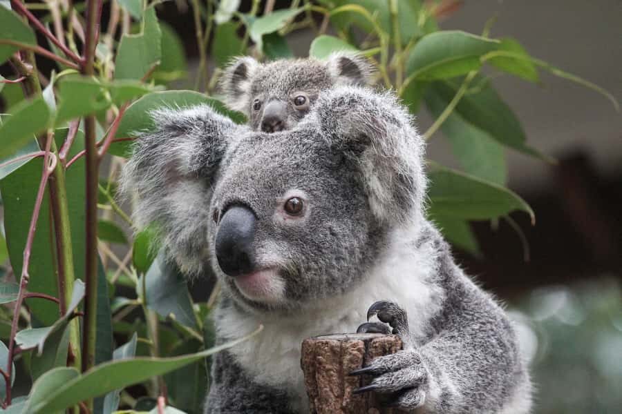Brisbane: Lone Pine Koala Sanctuary Day Pass - A Thorough Breakdown of What to Expect