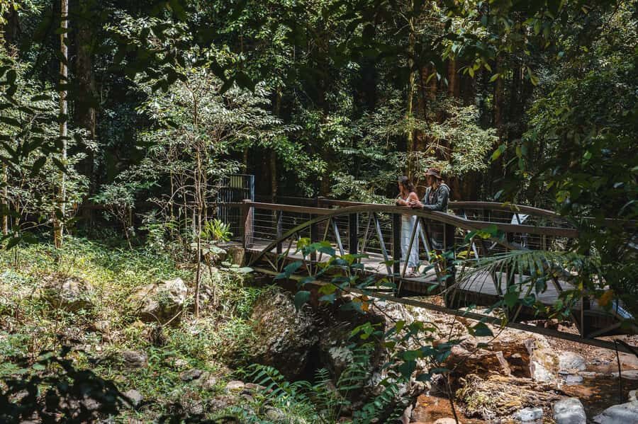 Brisbane: Rainforests, Waterfalls and Glow Worm Cave Tour - Exploring the Rainforests and Waterfalls