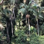 Brisbane: Springbrook and Mt Tamborine Glow Worm and Skywalk - Mount Tamborine Village and Lunch Break