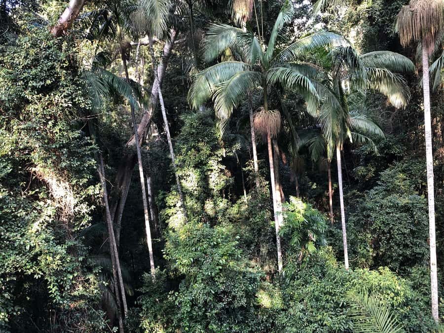 Brisbane: Springbrook and Mt Tamborine Glow Worm and Skywalk - Mount Tamborine Village and Lunch Break