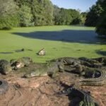 Broome: Malcolm Douglas Crocodile Park Tour with Transfers - The Practical Details — Transportation, Duration, and Price