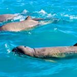 BROOME: SCENIC & PREHISTORIC CRUISE- Wine & Gourmet Platters - What Makes This Tour Special?