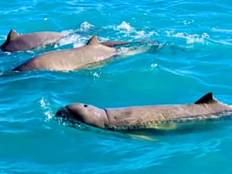 BROOME: SCENIC & PREHISTORIC CRUISE- Wine & Gourmet Platters - What Makes This Tour Special?