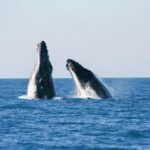 Broome: Whale Watching & Sunset Cruise - Who Is This Tour Best For?