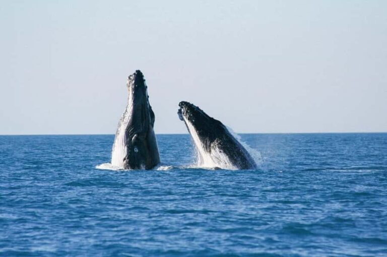 Broome: Whale Watching & Sunset Cruise - Who Is This Tour Best For?