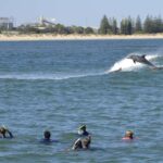Bunbury: Swim with Dolphins Tour - What to Expect During the Tour