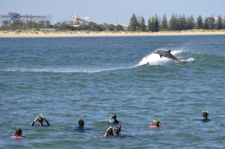 Bunbury: Swim with Dolphins Tour - What to Expect During the Tour
