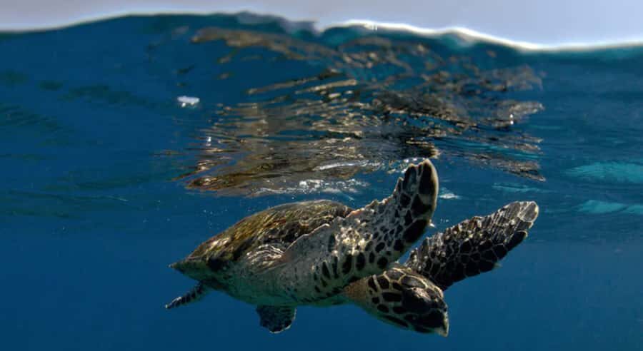 Byron Bay: Nguthungulli Julian Rocks Snorkeling Tour - The Practicalities: What You Need to Know