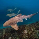 Byron Bay: Snorkelling Tour of Julian Rocks "Nuthungulli" - What to Expect on the Tour: A Step-by-Step Breakdown