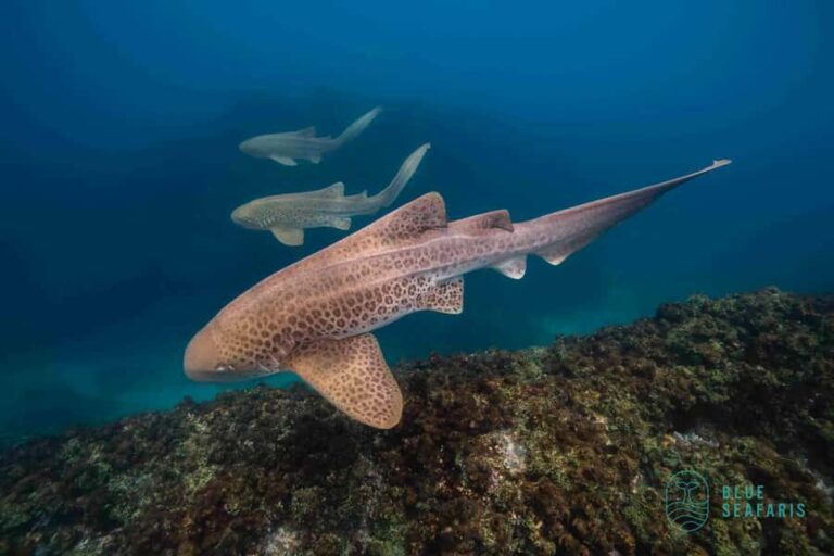 Byron Bay: Snorkelling Tour of Julian Rocks "Nuthungulli" - What to Expect on the Tour: A Step-by-Step Breakdown
