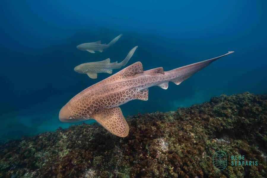 Byron Bay: Snorkelling Tour of Julian Rocks "Nuthungulli" - What to Expect on the Tour: A Step-by-Step Breakdown