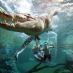 "Cage Of Death" Crocodile Swim and Entry to Crocosaurus Cove - Safety & Comfort During the Experience