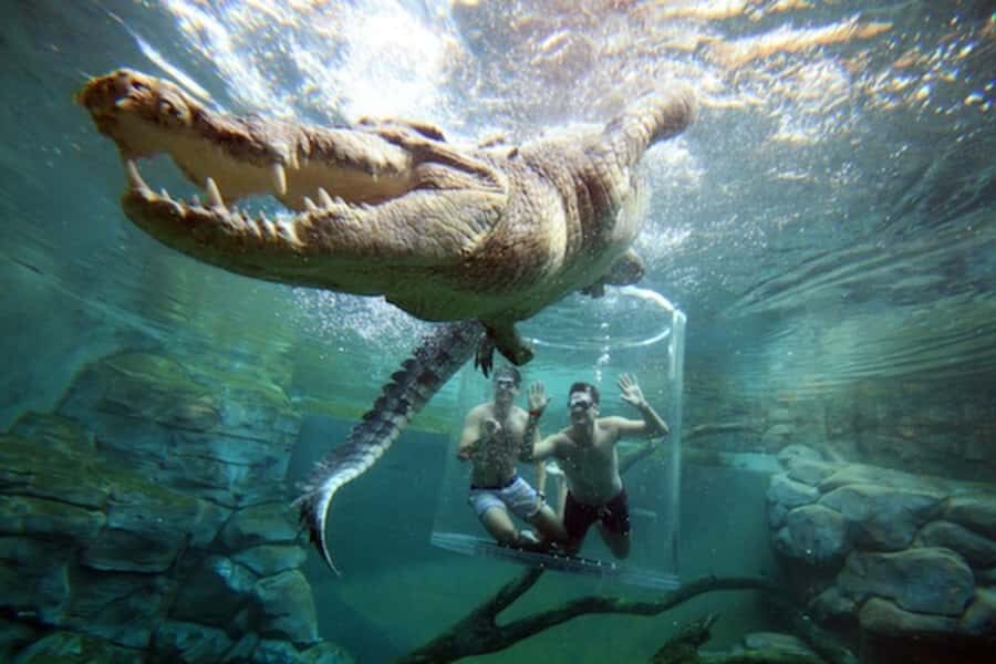 "Cage Of Death" Crocodile Swim and Entry to Crocosaurus Cove - Safety & Comfort During the Experience