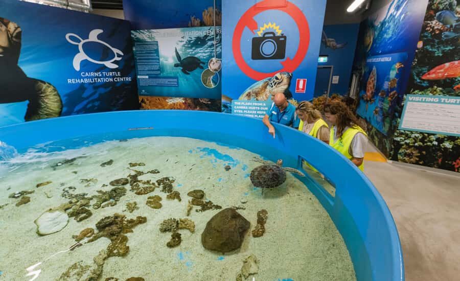 Cairns: Aquarium Entry Ticket and Turtle Rehabilitation Tour - How the Tour is Structured