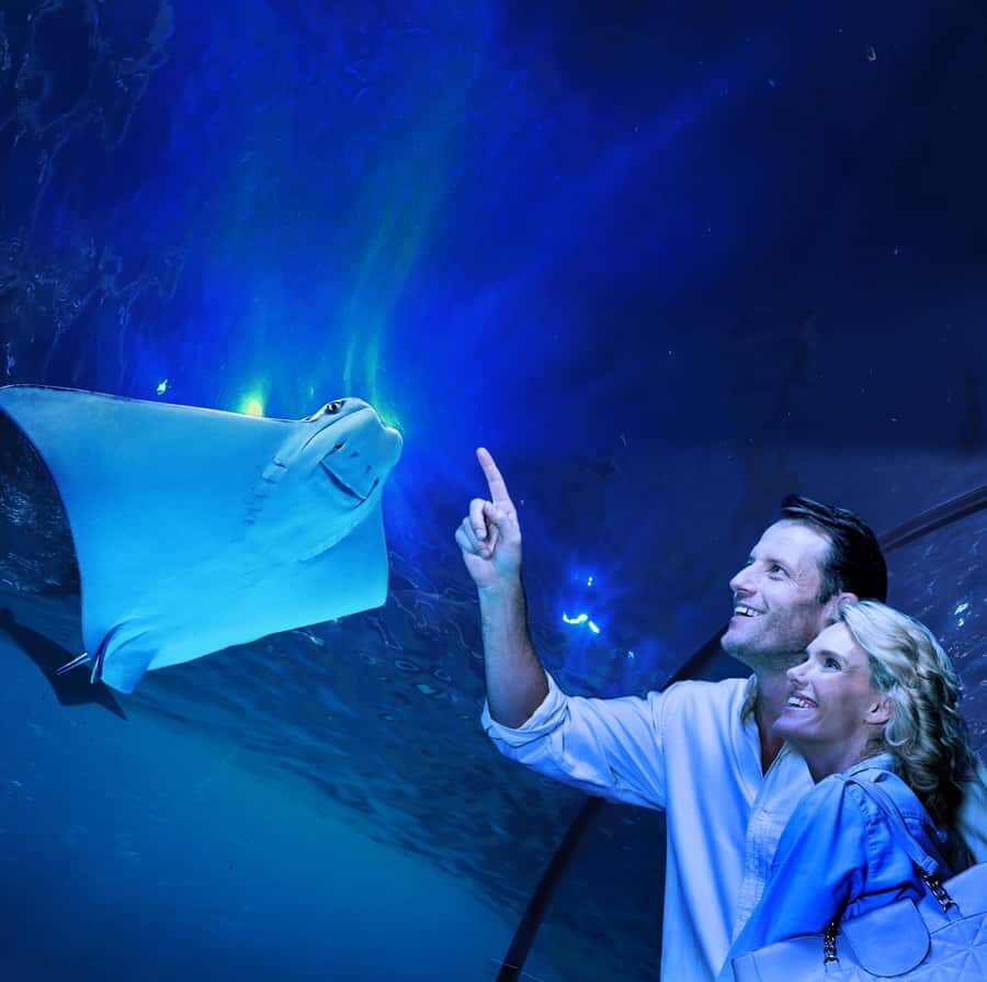 Cairns: Aquarium Guided Twilight Tour with 3-Course Dinner - The Itinerary Breakdown