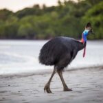 Cairns: Cape Tribulation & Daintree Rainforest Premium Tour - Lunch and River Cruise