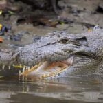 Cairns: Daintree Rainforest Wildlife Experience Cruise - The Experience Itself: What to Expect