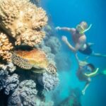 Cairns: Green Island Snorkelling or Glass Bottom Boat - The Marine and Land Activities