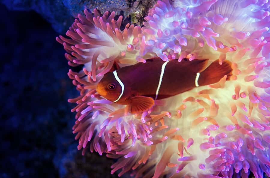 Cairns: Guided Twilight Tour of the Aquarium - The Experience in Detail