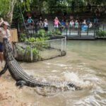 Cairns: Hartley's Crocodile Adventures Visit with Transfer - Is It Worth the Price?