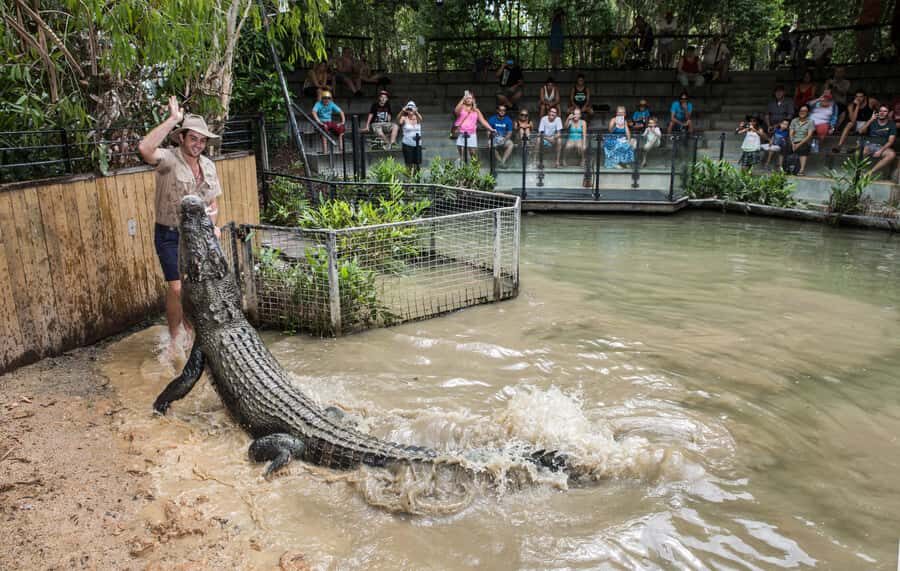 Cairns: Hartley's Crocodile Adventures Visit with Transfer - Is It Worth the Price?