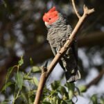 Canberra: Kangaroos and Koala Experience Tour - The Wildlife Experience in Depth