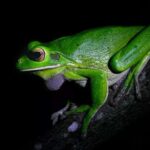 Cape Tribulation: Daintree Rainforest Night Walk Tour - Who Should Consider This Tour?