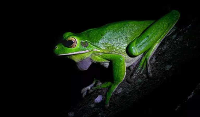 Cape Tribulation: Daintree Rainforest Night Walk Tour - Who Should Consider This Tour?