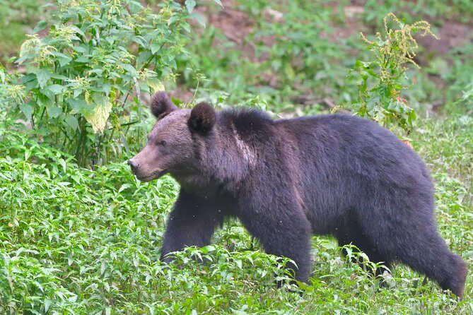 Carpathian Wilderness: A Wildlife Experience from Brașov - What You Do in the Forest: Hide Time Is the Whole Point