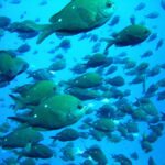 Cathedral Cove Marine Reserve: Snorkeling Boat Trip - The Value of This Snorkeling Tour